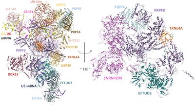 The Role of the U5 snRNP in Genetic Disorders and Cancer